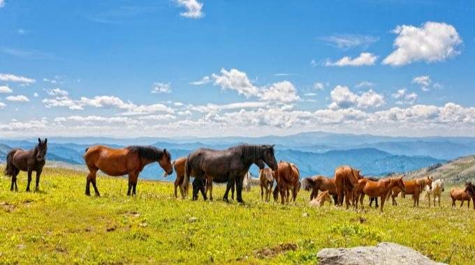 Horse Riding through the Siberian Forests to the Mountain Lakes (AL-05)